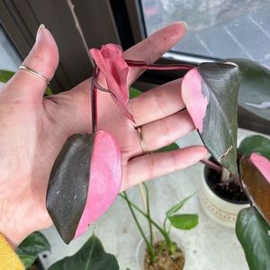 Philodendron pink princess cutting